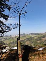                                 12. März 2011 - sicher freut sich auch Samuels Ginkgo über die wärmenden Sonnenstrahlen
